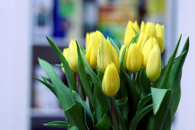 Close-up of yellow flowers