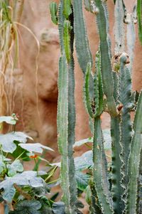 Close-up of prickly pear cactus