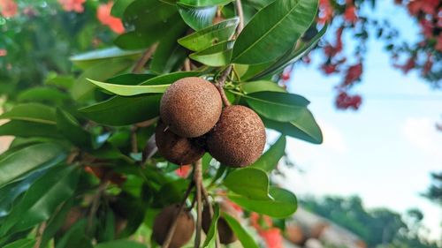 Close-up of fruits growing on tree