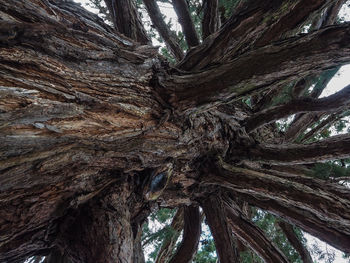 Low angle view of tree against sky