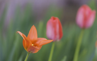 Close-up of day lily blooming outdoors