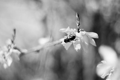 Close-up of insect on flower