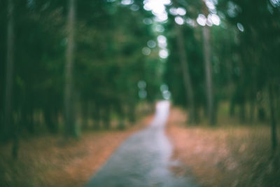 Defocused image of trees in forest