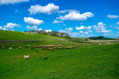 Scenic view of grassy field against sky