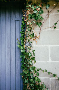 Close-up of ivy growing on wall