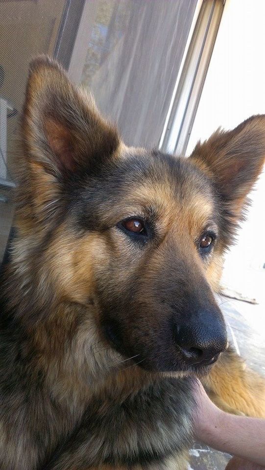 animal themes, one animal, pets, domestic animals, mammal, dog, indoors, close-up, animal head, looking away, animal body part, relaxation, day, sitting, no people, sunlight, zoology, canine, brown, vertebrate