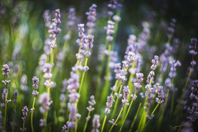 Close-up of purple flowers blooming in field