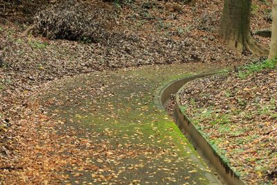 High angle view of autumn leaves on field