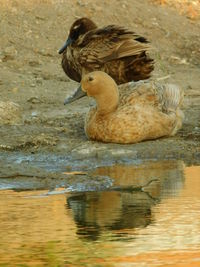 Duck swimming in lake