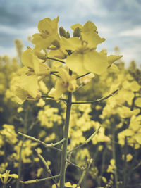 Close-up of fresh yellow flowering plant in field