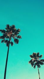 Low angle view of coconut palm tree against clear blue sky