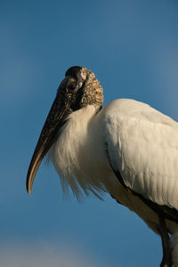 Low angle view of bird