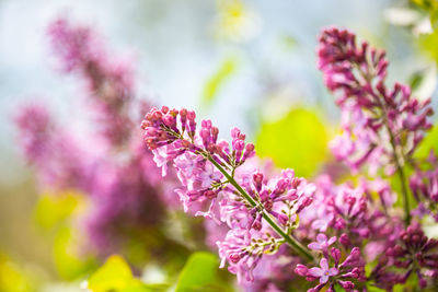 Close-up of pink cherry blossoms