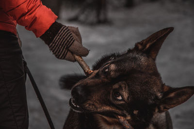 Midsection of person holding dog