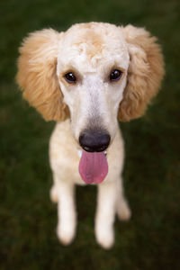 Portrait of dog standing on field