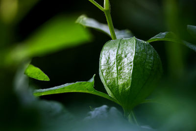 A single physalis growing