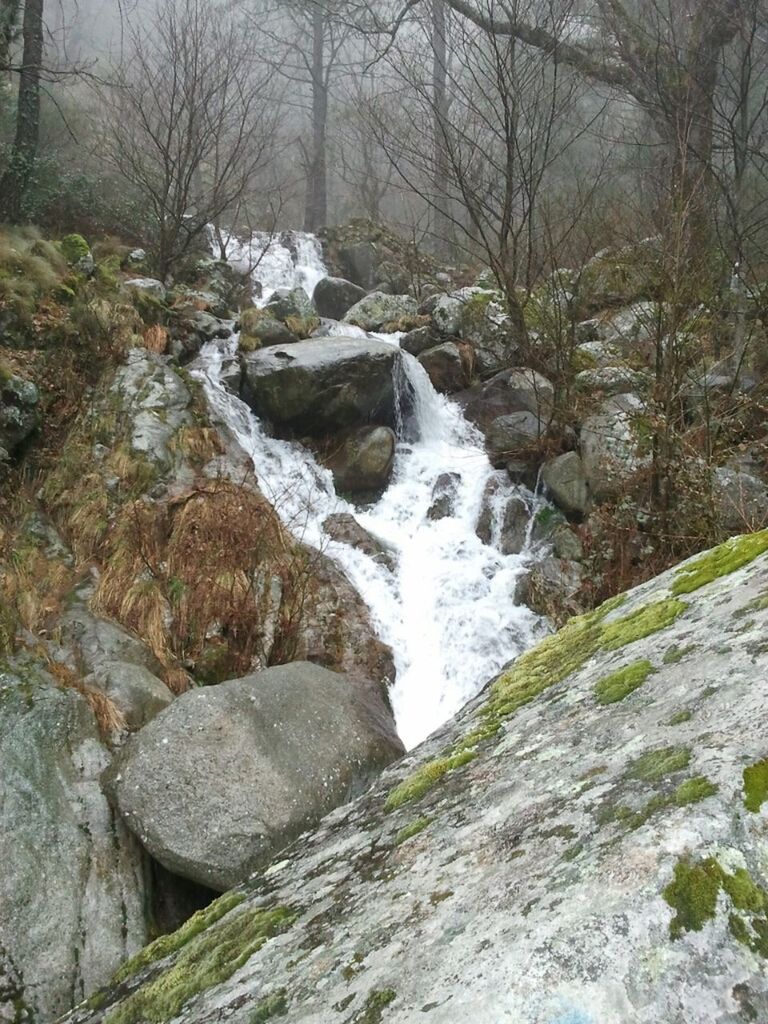 water, flowing water, forest, stream, flowing, rock - object, beauty in nature, nature, scenics, waterfall, motion, tree, river, tranquility, tranquil scene, long exposure, non-urban scene, day, outdoors, idyllic