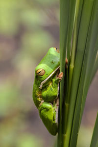 Close-up of frog on leaf