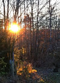 Sun shining through trees