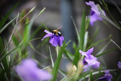 Close-up of bee pollinating flower