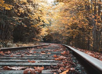 Surface level of railroad track amidst autumn trees in forest