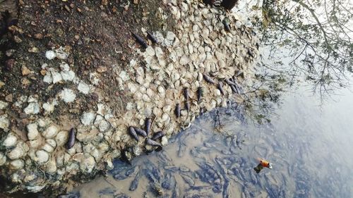 High angle view of birds swimming in lake