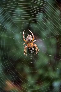 Close-up of spider on web