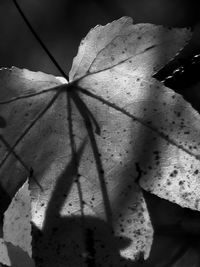 Close-up of leaves