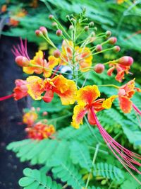 Close-up of flowers blooming outdoors