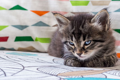 Close-up portrait of a cat