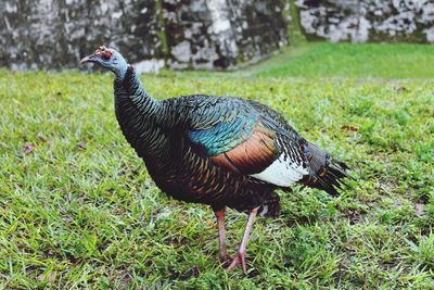 Close-up of peacock on field