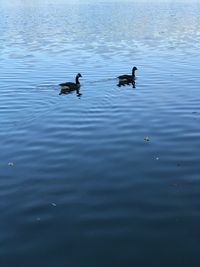 High angle view of ducks swimming in lake