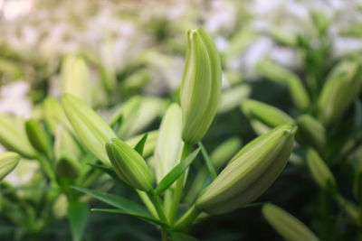 Close-up of green plant