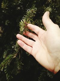 Cropped image of hand holding glass