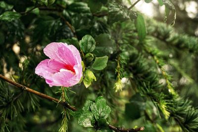 Close-up of pink flower