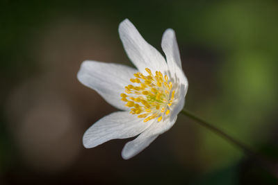 Close-up of flower against blurred background