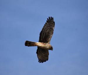 Low angle view of eagle flying against clear blue sky