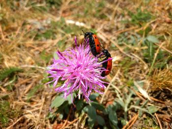 High angle view of bee on thistle flower blooming on field