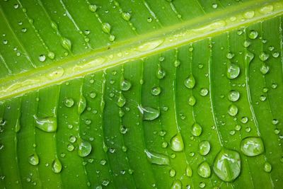 Full frame shot of wet leaf