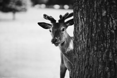 Close-up portrait of deer by tree trunk