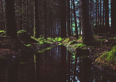 Trees in forest against sky