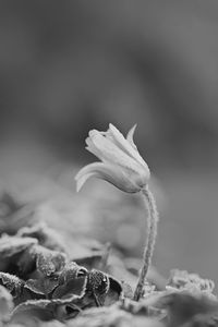 Close-up of wilted rose