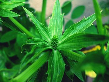 Close-up of plant