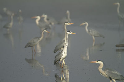 Seagulls on a lake