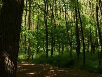 Trees in forest