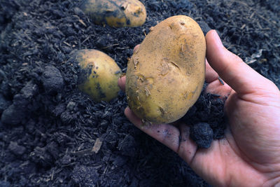 Fresh organic potato carry on famer's hand.