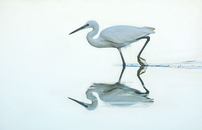 Side view of a bird in a water