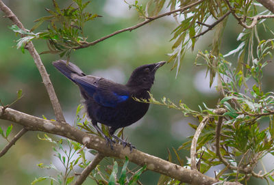 Bird perching on a tree