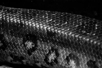 Close-up of snake