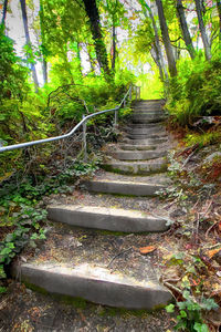 Staircase in forest